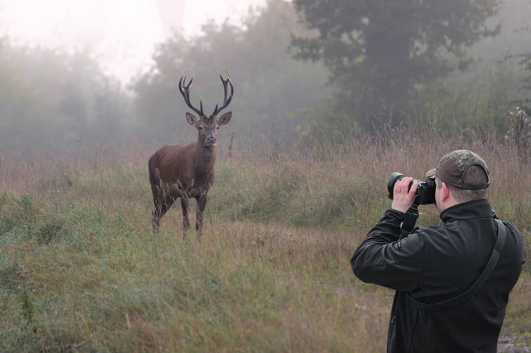 Stage photo nature en forêt lorraine – rencontre avec un cerf