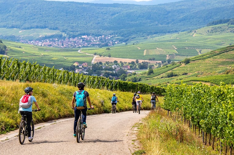 Biking in Alsace in vineyards