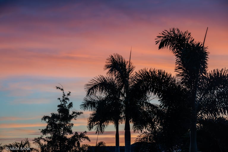a  pink sunset sky with a few shadowy palm trees