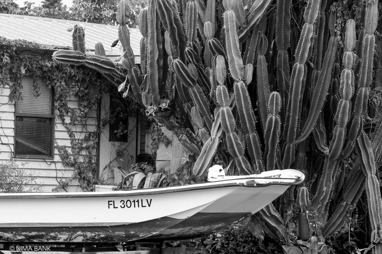 a large cactus behind a boat and house in everglades city florida