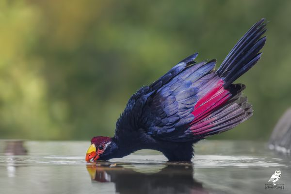 Violet Turaco drinking water | Birding Adventures Gambia
