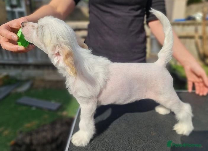 Chinese Crested puppies for sale