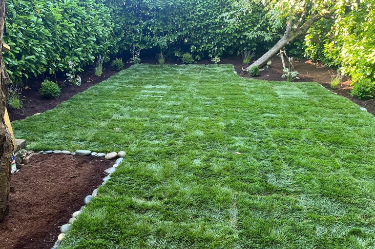 BackYard landscape