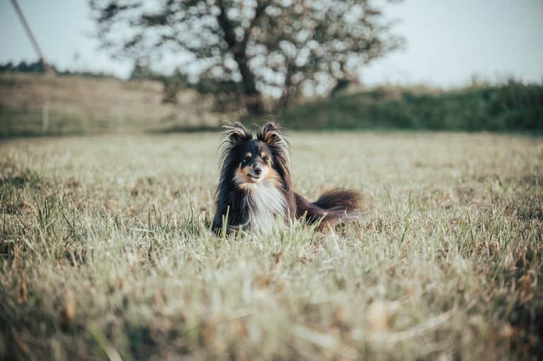 šeltis mėgaujasi grynu oru