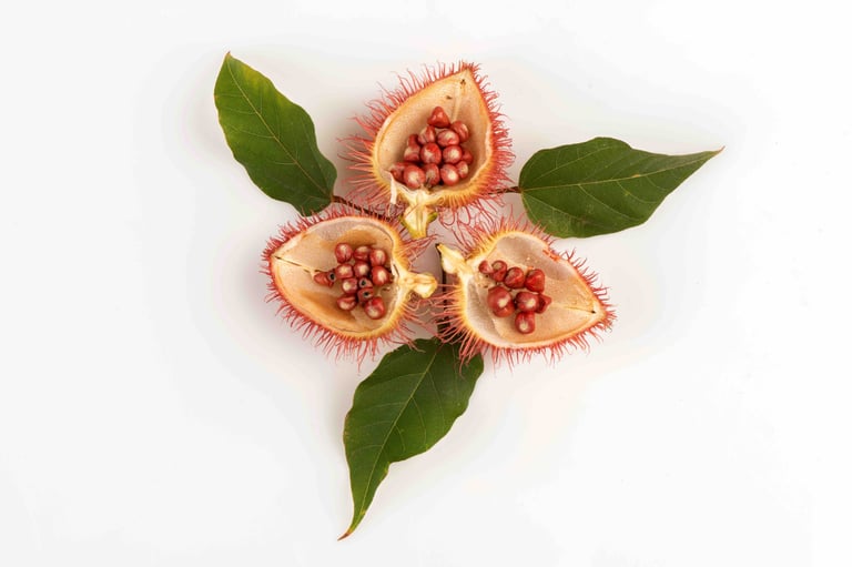 Annatto Seeds - Bixa Orellana