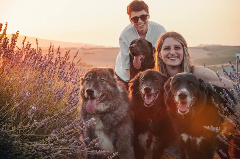 ragazzi al tramonto con quattro cani in un campo di lavanda