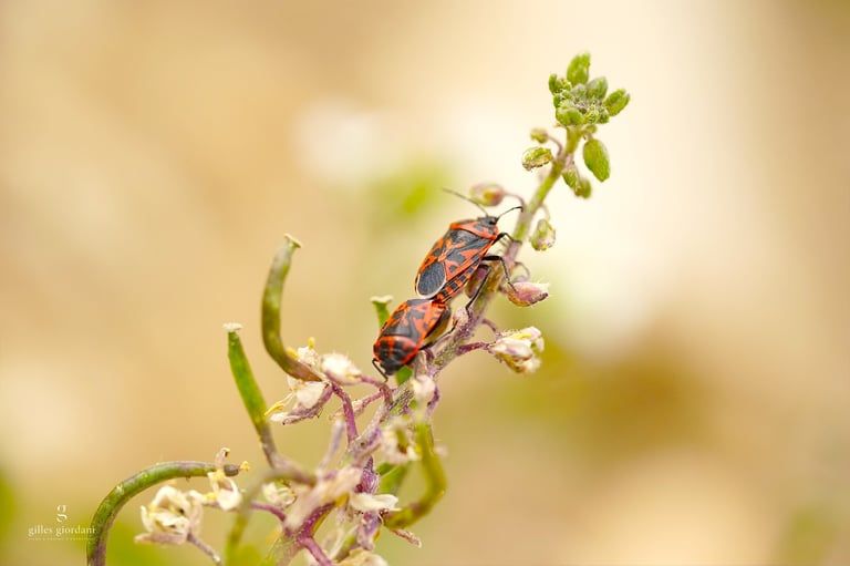 Photographie macro en Vaucluse par Gilles Giordani