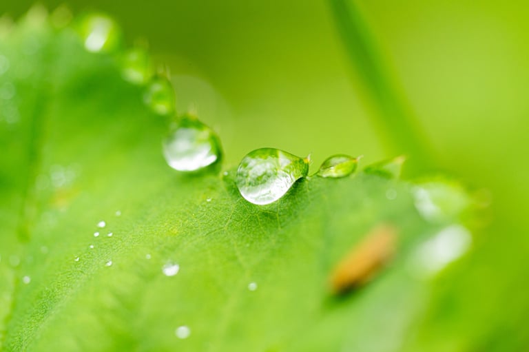 Photographie macro en Vaucluse par Gilles Giordani