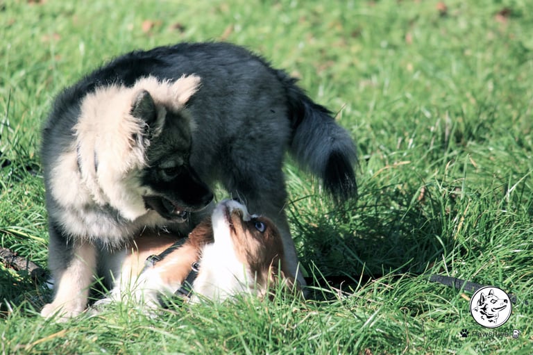 éducation chien comportement chien