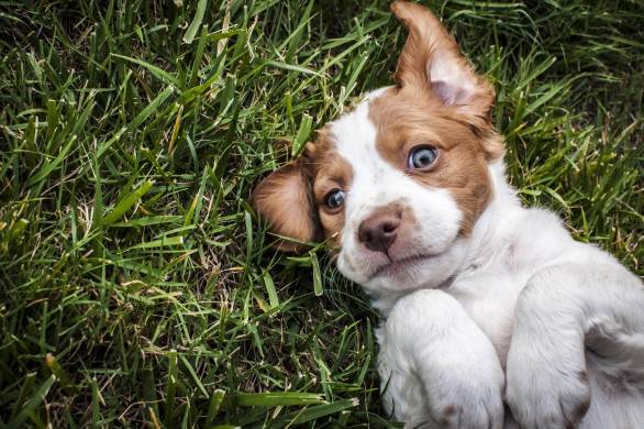 A small brown and white puppy lying on its back in the green grass looking at the camera.