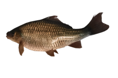 Ikan Nilem