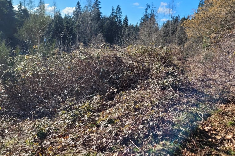 picture of a field taken over by blackberry bushes