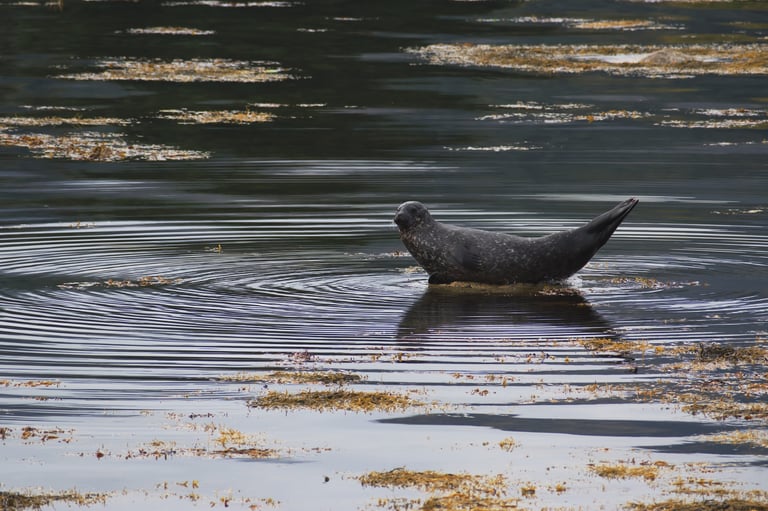 "Seal Skipper" - Isle of Arran, Scotland