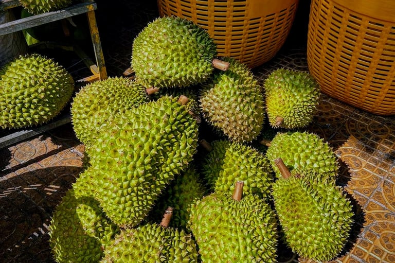 Ri6 Durian- Soc Trang- Mekong Delta-Vietnam