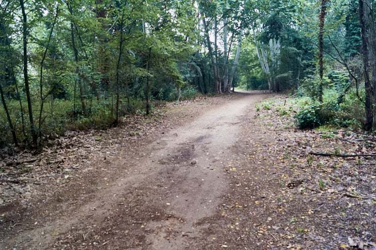 Camino solitario por el bosque
