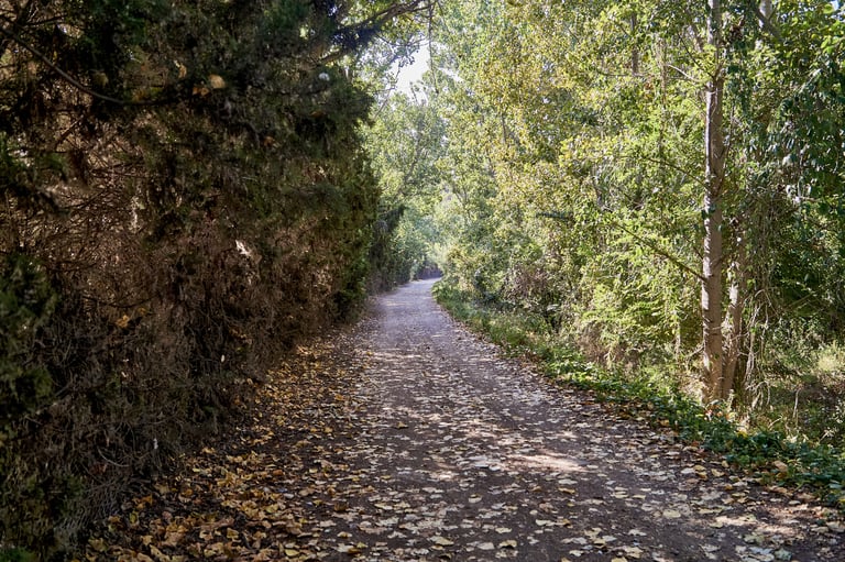 Camino solitario en el bosque, alfombrado con hojas
