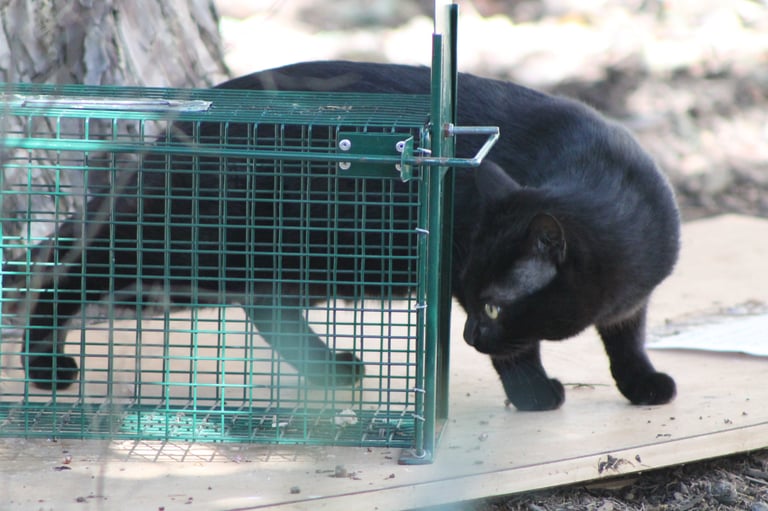 chat noir entrant dans une cage trappe