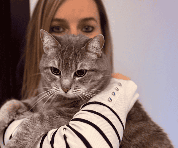 chat gris porté devant femme