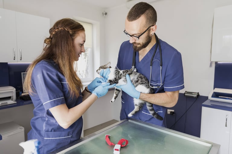 vétérinaire et son assistante en train d'ausculter un chat