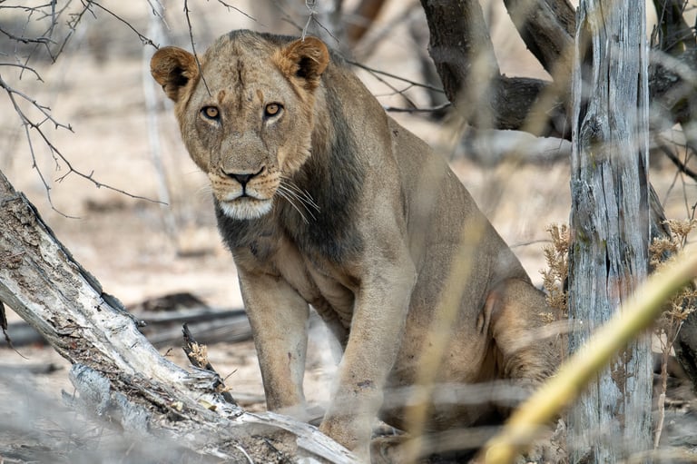 LUANGWA VALLEY