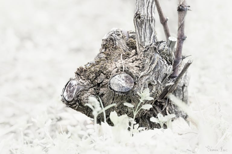 Bois ancien de vigne, figure rappelant une petit cerf.