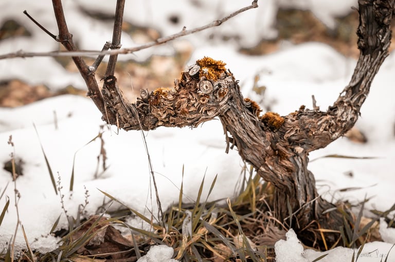 Cep évoquant un oiseau blessé, fragilité poignante, photographie d'art