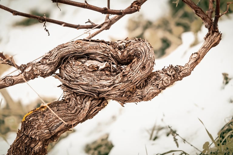 Cep de vigne en boucle calligraphique en tout sens, photo d'art