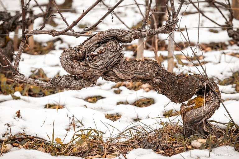 Cep en boucle calligraphique, écriture du temps, photographie d'art