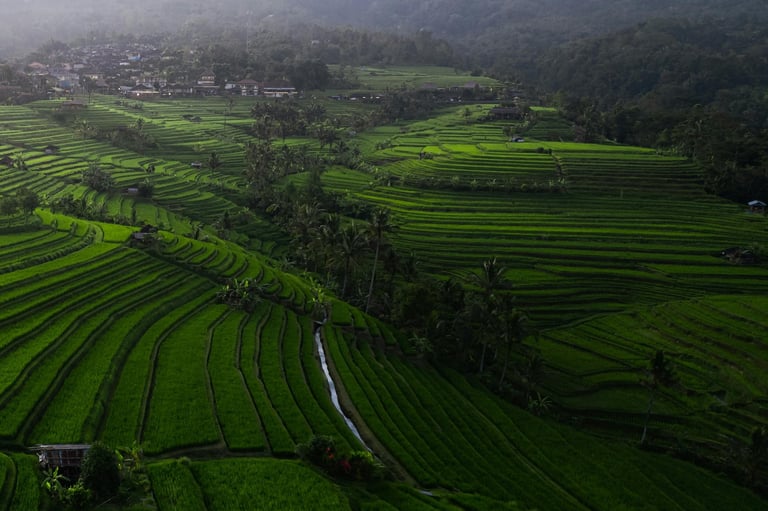 Jatiluwih Rice Terrace Bali
