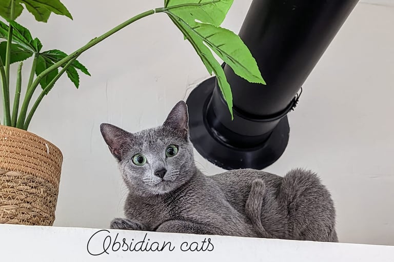 chats bleu russe obsidian cats