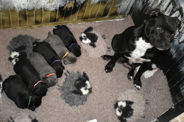 Mamma Staffordshire Bull Terrier con neonati nella cassa parto in Sicilia.