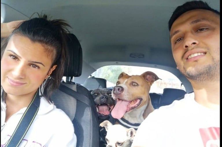 Allevatori con cani razza Staffordshire Bull Terrier, American Staffordshire Terrier e Chiuhuahua
