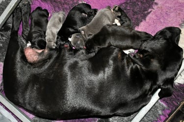 una mamma Staffy con i cuccioli neri e blue nella cassa parto con vetbed