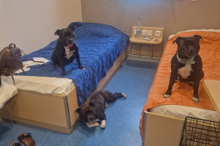 Traghetto Palermo Genova in cabina pet friendly con gli Staffordshire Bull Terrier Grecalestaffs