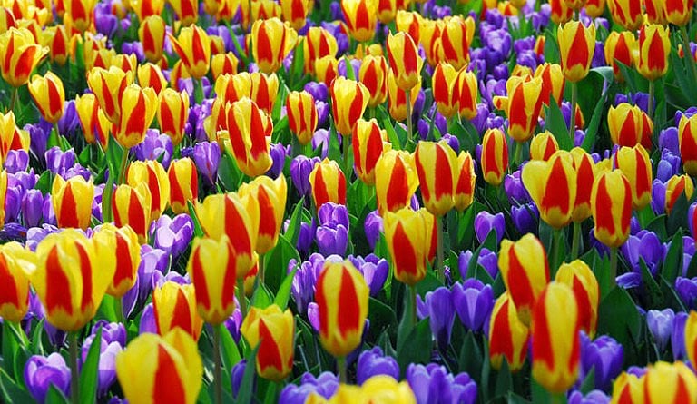 Parque de flores, De Keukenhof, Tulipas