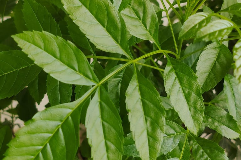 neem an ayurvedic herb to treat hair loss, hair thinning and remove dandruff