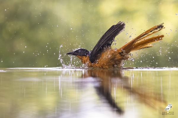 Een vogel met een oranje borst en gespreide vleugels die met veel beweging een bad neemt in de fotoh