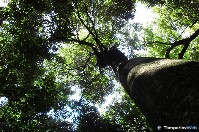 Santa Catalina de Llavallol