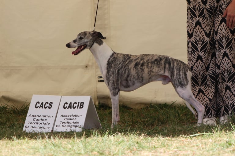 Mâle levrier whippet en exposition