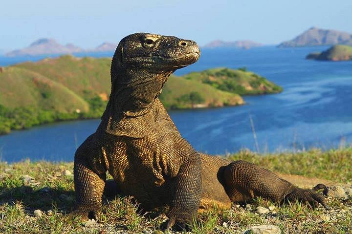 Komodo