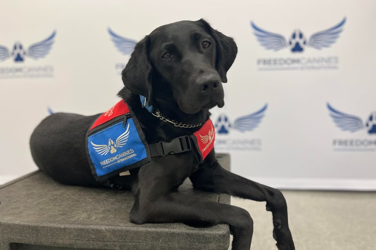 A hearing dog stares into the camera
