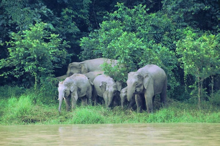 Bornean Pygmy Elephants on the Kinabatangan River