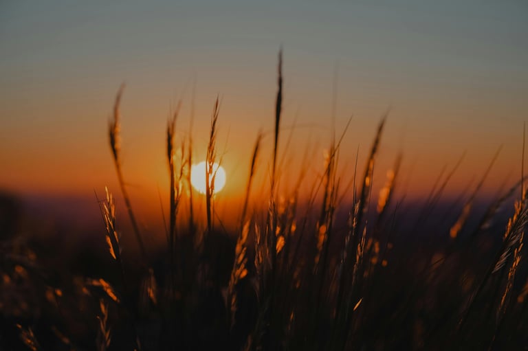 Slow living journal scene of the sun setting behind tall grass in evening light