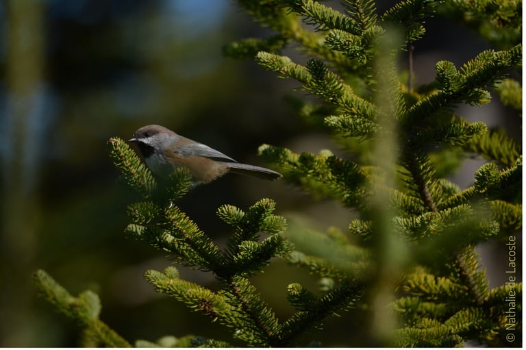 Impacts du changement climatique & de la coupe forestière sur la diversité aviaire