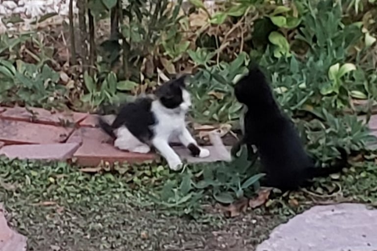 Litter 3: We named the black and white one Little Pip.