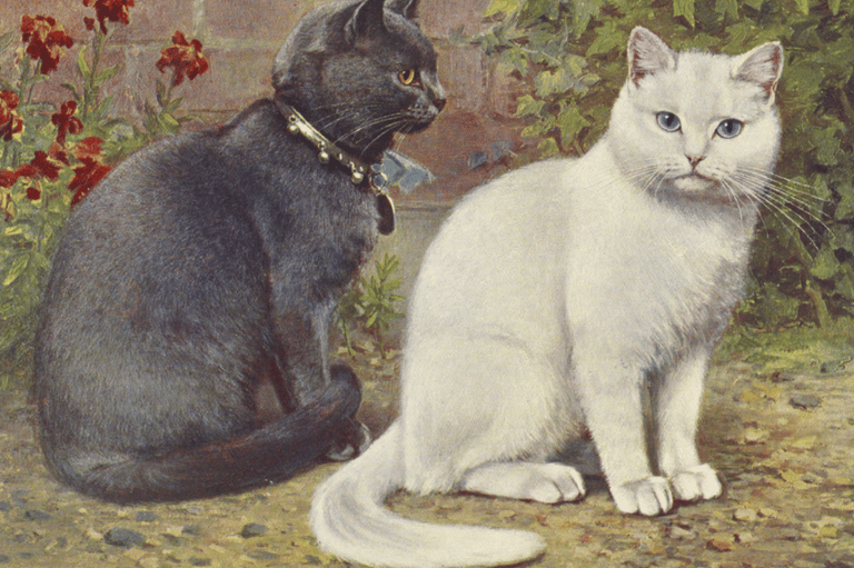 British Shorthair Breed's History