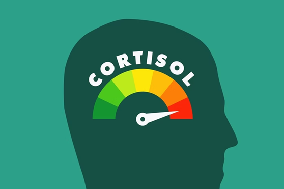 Suplemento de Cortisol: O Que É, Para Que Serve