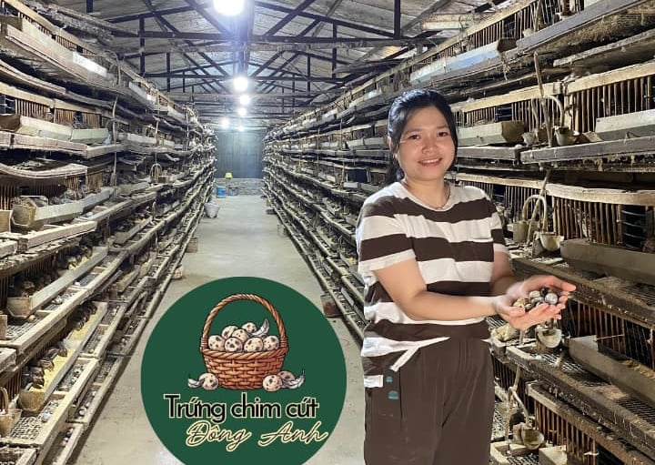 trứng chim cút giá sỉ, giao hàng Hà Nội, Bắc Ninh, Hưng Yên, Vĩnh Phúc, Phú Thọ, Thái Nguyên