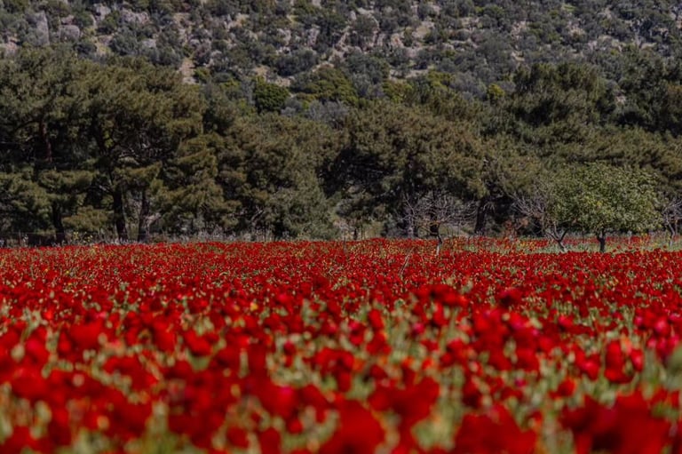 Les coquelicots annonce l'arrivée du printemps à Lesbos en Grèce