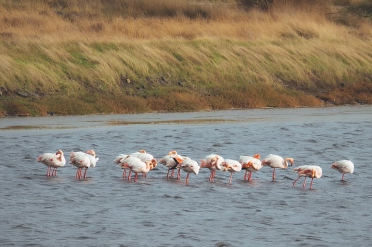 Migration de flamands roses dans le golfe de Kalloni sur l'île de Lesbos en Grèce @tonydeli7